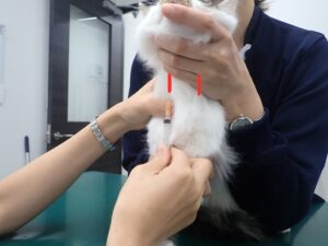 頸静脈の採血